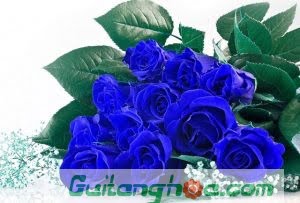 Hoa hồng xanh tượng trưng cho nhiều ý nghĩa