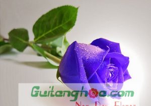 Hoa hồng xanh đẹp nhất