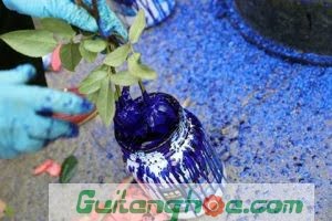 Nhuộm hoa hồng bằng sơn xanh