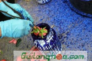 Người ta đang nhúng sơn xanh cho những bông hồng đỏ