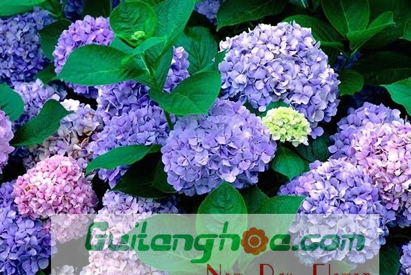 Cẩm tú cầu xanh tím