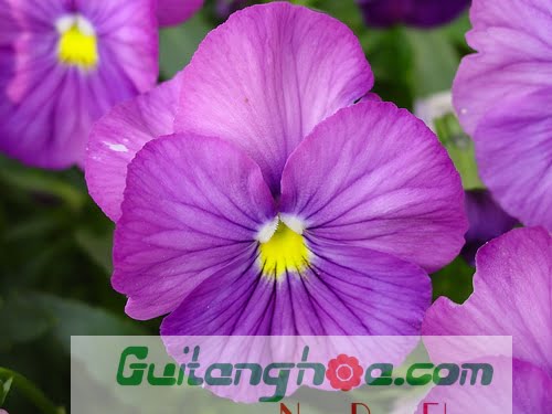 Hoa violet