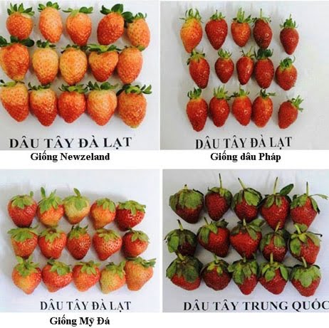Cách phân biệt dâu tây