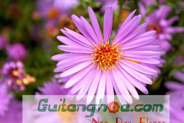 Hình ảnh hoa thạch thảo đẹp