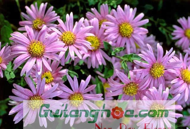 Hoa Thạch thảo hồng