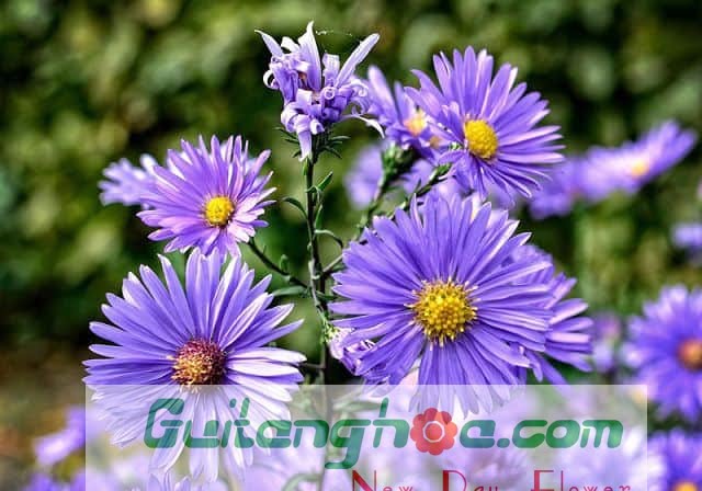 Hoa Thạch thảo màu xanh