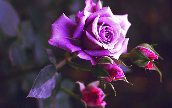Ý nghĩa hoa hồng tím