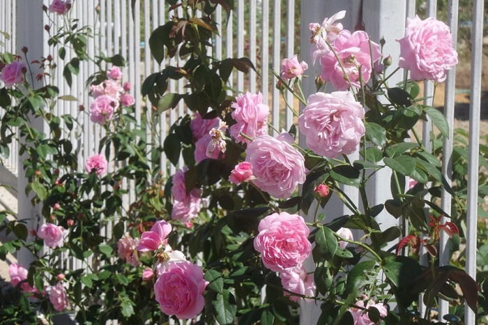 Hoa hồng Nahema