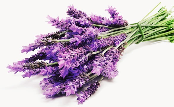 Hoa lavender đẹp