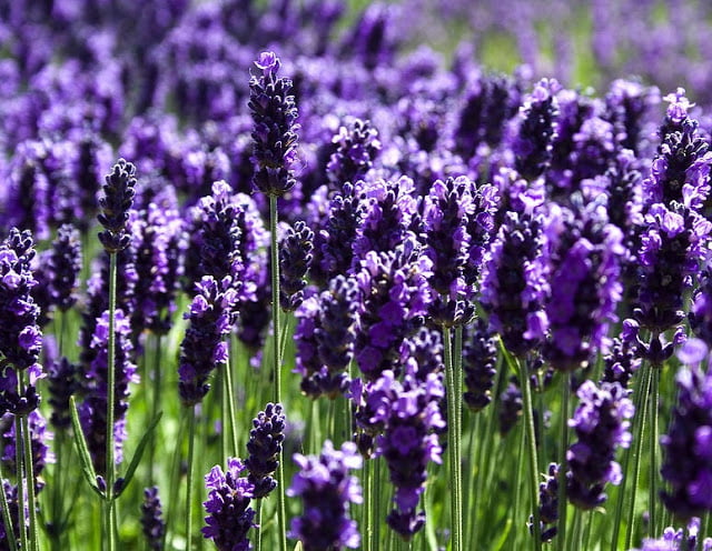 Hoa Lavender là hoa gì