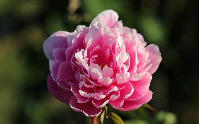 Peony là hoa gì?