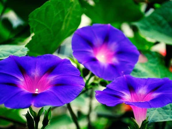 Hoa bìm bịp tím đẹp