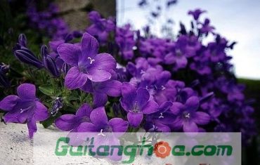 Hoa violet màu tím