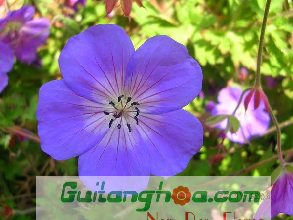 Hoa violet tím đẹp