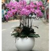 Chậu Lan Hồ Điệp 15 Cành Yêu Kiều