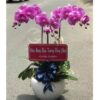 Chậu Lan Hồ Điệp 3 Cành Sang Trọng