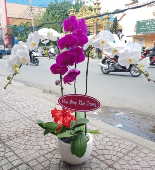 Chậu Lan Hồ Điệp 3 Cành Thân Thương