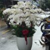 Chậu Lan Hồ Điệp 30 Cành Sang Trọng