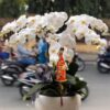 Chậu Lan Hồ Điệp 6 Cành Trắng Đẹp