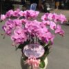 Chậu Lan Hồ Điệp 8 Cành Tím Đẹp
