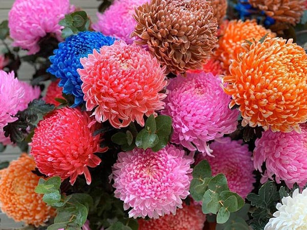 Hoa cúc mẫu đơn đủ màu