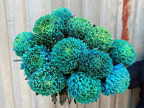Hoa cúc mẫu đơn màu xanh