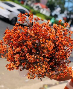 Hoa thanh liễu màu cam