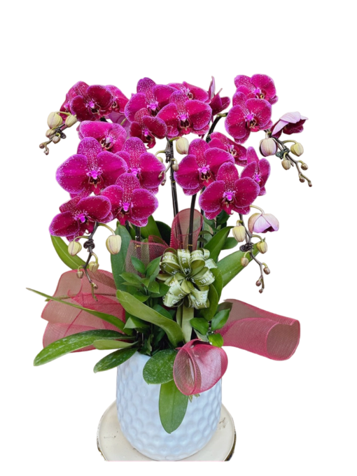 Chậu Lan Hồ Điệp 5 Cành Tím