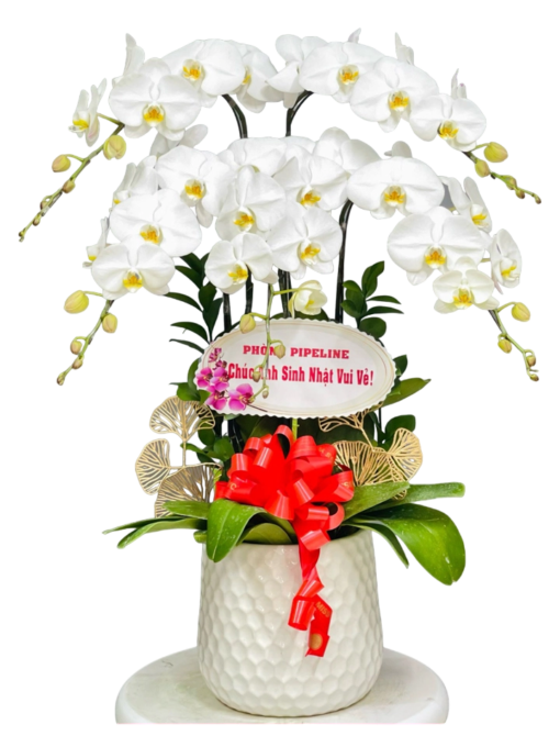 Chậu Lan Hồ Điệp 5 Cành Màu Trắng