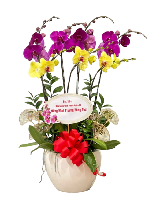 Chậu Lan Hồ Điệp 7 Cành Màu Tím - Vàng