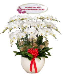Chậu Lan 15 Cành Màu Trắng