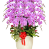 Chậu Lan 30 Cành Màu Hồng
