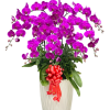 Chậu Lan Hồ Điệp Tím 10 Cành