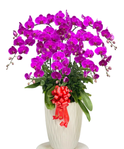Chậu Lan Hồ Điệp Tím 10 Cành
