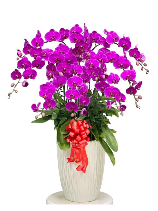 Chậu Lan Hồ Điệp Tím 10 Cành