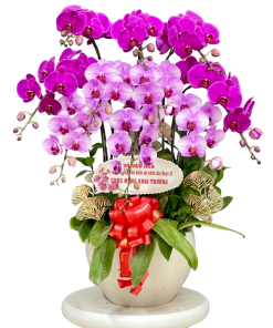 Chậu Lan Tím - Hồng 10 Cành