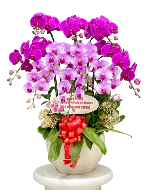 Chậu Lan Tím - Hồng 10 Cành