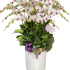 Chậu Lan Trắng Nhụy Hồng 20 Cành